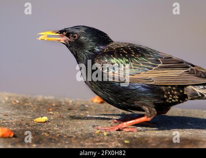 Stare sind kleine bis mittelgroße Singvögel aus der Familie Sturnidae. Der Name 'Sturnidae' stammt vom lateinischen Wort für Staring, sturnus Stockfoto