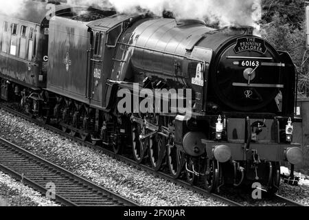 Dampflokomotive Tornado auf dem Weg nach Carlisle durch Kilnhurst, South Yorkshire. Stockfoto