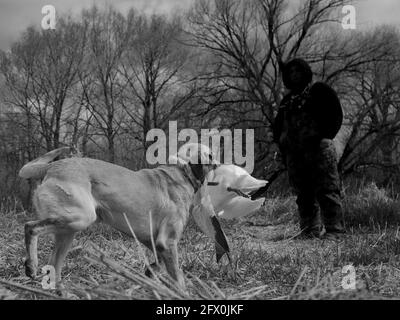 Jagdhund Golden Retriever mit Wildgans Stockfoto