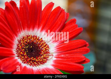 Nahaufnahme der roten und weißen Gerbera-Blume. Differentialfokus verwendet. Stockfoto
