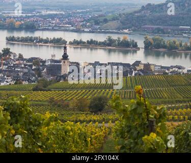 Reihen von Weinreben in einem Weinberg, die an einem Herbsttag in Rüdesheim am Rhein in Deutschland am Fluss gelb werden. Stockfoto