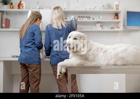 Glücklicher Hund liegt am Untersuchungstisch in der Tierarztklinik und wartet, während Tierärzte zurückbleiben und sich auf die Untersuchung und das Verfahren im Hintergrund vorbereiten. Patienten beruhigen. Blick auf die Kamera. Stockfoto