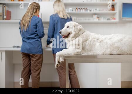 Glücklicher Hund liegt am Untersuchungstisch in der Tierarztklinik und wartet, während Tierärzte sich auf die Untersuchung und das Verfahren im Hintergrund vorbereiten. Patienten beruhigen. Tierpflege. Stockfoto