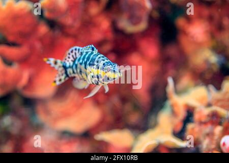 Serranus tigrinus, der Harlekin-Bass, ist eine Art von Meeresfisch mit Rochenflossen, ein Seebarsch aus der Unterfamilie Serraninae, Stockfoto