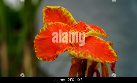 Selektiver Fokus, Nahaufnahme von Canna indica im Garten. Nahaufnahme Indian Shot (Cannaceae) eine Blume, verschwommener Hintergrund Stockfoto