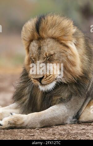 Afrikanischer Löwe (Panthera Leo) Porträt des Gesichts. Okavango Delta, Botswana, Afrika Stockfoto