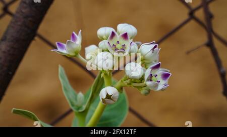 Calotropis gigantea. „AAK“ wird auch „Madar“ genannt. Die beiden Arten - rot und weiß - sind aus ayurvedischer Sicht sehr vorteilhaft. Stockfoto