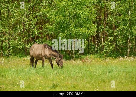 Polnischer Konik - ein Pferd, das auf der Wiese grast Ein sonniger Tag Stockfoto