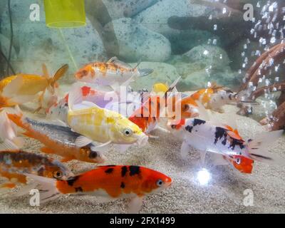 Pterophyllum scalare in Aquariumwasser, gelber Engelfisch, Aquarienkonzept Stockfoto