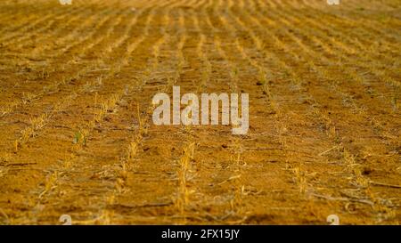 Weizen reiht nach der Ernte. Scharfe Weizenstiele ragen aus dem Boden. Ende der Erntekampagne. Schönes landwirtschaftliches Feld. Stockfoto