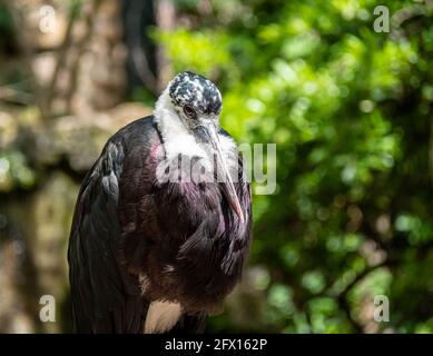 Wolliger halsiger Storch Ciconia episcopus in freier Wildbahn Stockfoto