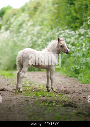 Allein auf einer Lichtung steht ein Miniaturfohlen. Stockfoto