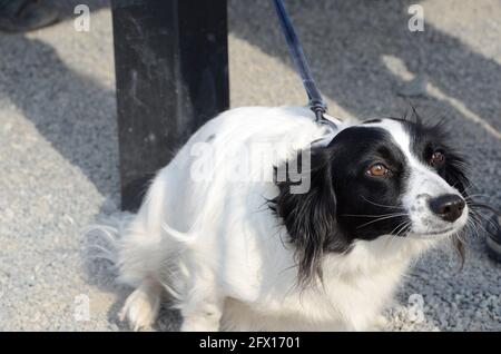 Netter Border Collie Hund Stockfoto