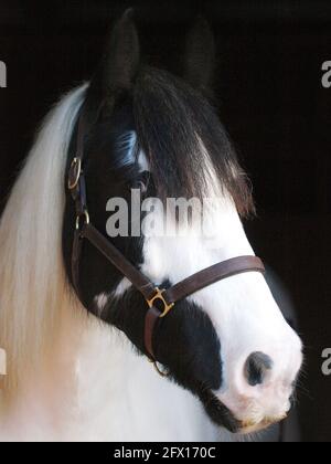 Eine Kopfaufnahme eines schwarz-weißen Pferdes vor schwarzem Hintergrund. Stockfoto