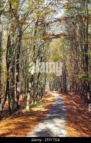 Herbstwaldstraße in Laubbuche Wald, Chriby, Tschechische Republik Stockfoto