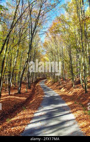 Herbstwaldstraße in Laubbuche Wald, Chriby, Tschechische Republik Stockfoto