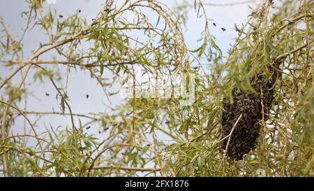 Bienen schwärmen in einer Trauerweide im Mai, England, Vereinigtes Königreich Stockfoto