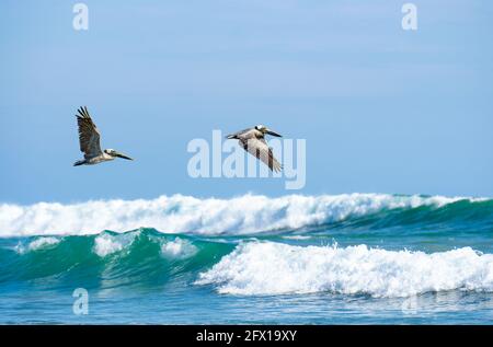 Zwei braune Pelikane (pelecanus occidentalis) fliegen über den Ozean in der Provinz Puntarenas, Costa Rica Stockfoto