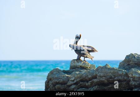 Brauner Pelikan (pelecanus occidentalis), der auf einem Felsen vor dem Hintergrund des Ozeans ruht. Tierwelt der Provinz Puntarenas, Costa Rica Stockfoto