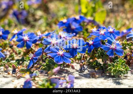 Blaue Blüten des Leinblättriger Gauchheil, Lysimachia monelli Stockfoto
