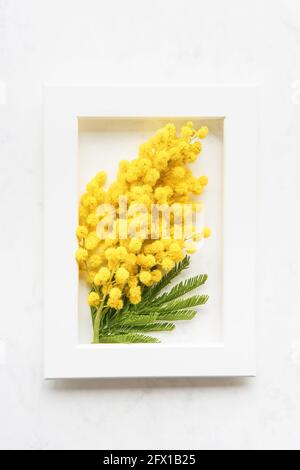 Frühjahrskonzept. Gelbe Mimosen Blumen im weißen Fotorahmen auf weißem Marmor Hintergrund. Flach liegend, Platz für Text kopieren Stockfoto