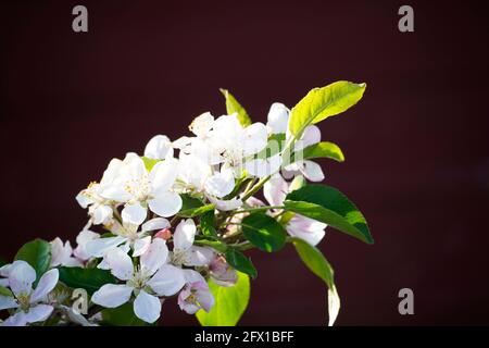 Frische Blüten eines Apfelbaums. Apfelblüte in Nahaufnahme mit dunklem Hintergrund. Stockfoto