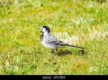 Nahaufnahme einer Bachstelze, motacilla alba. Vogel sitzt auf einer grünen Wiese. Singvögel mit schwarzem, grauem und weißem Gefieder. Stockfoto