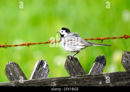 Nahaufnahme einer Bachstelze, motacilla alba. Vogel auf einem Holzzaun mit grüner Wiese im Hintergrund. Singvögel mit schwarzem, grauem und weißem Gefieder Stockfoto