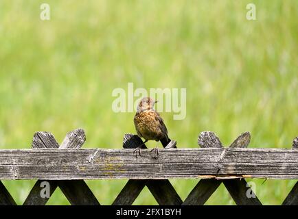 Junge Amsel sitzt auf einem Holzzaun. Vogel auf einem Jägerzaun mit einer grünen Wiese im Hintergrund. Europäischer singbird. Stockfoto