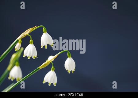 Feine weiße Lilien des Tales vor dunklem Hintergrund. Blühende Pflanze im Frühjahr. Convallaria majalis in Nahaufnahme. Weiße glockenförmige Blüten. Stockfoto