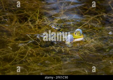 Der Poolfrosch oder kleiner grüner Frosch, in lateinischer Sprache 'Pelophylax lessonae' in der Paarungssaison, im Frühjahr, Region Twente, Provinz Overijssel, Niederlande Stockfoto