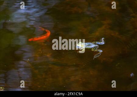 Der Poolfrosch oder kleiner grüner Frosch, in lateinischer Sprache 'Pelophylax lessonae' in der Paarungssaison, im Frühjahr, Region Twente, Provinz Overijssel, Niederlande Stockfoto