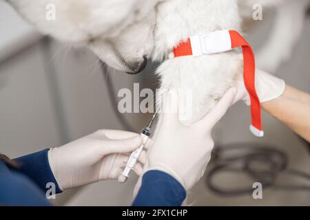 Tierarzt nimmt Blut aus der Pfote eines Hundes mit einer Spritze zur Analyse. Veterinärkonzept. Tierpflege und analysieren gesund des Hundes. Nahaufnahme. Stockfoto