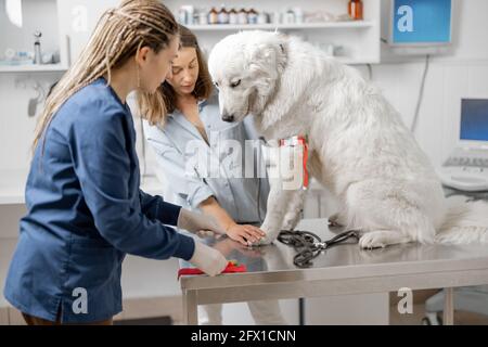 Tierarzt nimmt Blut aus der Pfote eines Hundes mit einer Spritze zur Analyse. Der Besitzer hilft dem Arzt. Veterinärkonzept. Tierpflege und analysieren gesund des Hundes. Stockfoto