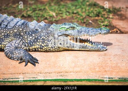 Großes afrikanisches Alligatorkrokodil mit offenem Maul auf Krokodilfarm in Namibia, Afrika. Wildtierfotografie Stockfoto