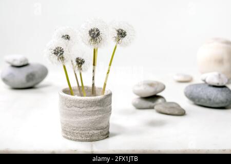 Stillleben mit blühenden flauschigen Dandelions-Blüten in handgefertigter Keramik Topf mit glatten Steinen auf weißem Marmor Hintergrund Leichtigkeit Reinheit Konzept Stockfoto