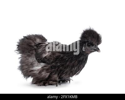 Junges blaues Silkie bantam-Huhn, das seitlich sitzt. Blick geradeaus. Isoliert auf weißem Hintergrund. Stockfoto