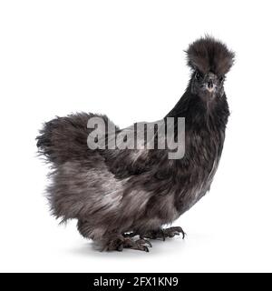 Junges blaues Silkie bantam-Huhn, seitlich stehend. Blick direkt auf die Kamera. Isoliert auf weißem Hintergrund. Stockfoto