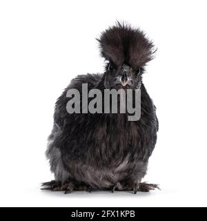 Junges blaues Silkie bantam-Huhn, das nach vorne zeigt. Blick direkt auf die Kamera. Isoliert auf weißem Hintergrund. Stockfoto