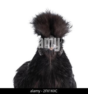 Kopfaufnahme eines jungen blauen Silkie bantam-Hähnchens, das nach vorne zeigt. Direkt in die Kamera schauen. Isoliert auf weißem Hintergrund. Stockfoto