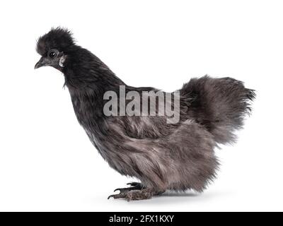 Junges blaues Silkie bantam-Huhn, seitlich stehend. Blick von der Kamera aus geradeaus. Isoliert auf weißem Hintergrund. Stockfoto
