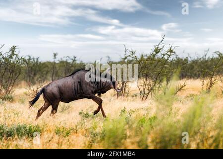 Große afrikanische Antilope GNU (Blauer Gnus, Connochaetes taurinus), die abends in gelb-trockenem Gras in namibischer Savanne läuft. Wildtierfotografie in Afrika Stockfoto