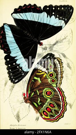 James Duncan Vintage Schmetterling Kunst Stockfoto