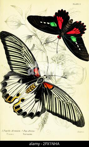 James Duncan - Papilio Memnon. China, Papilio Æneas. Surinam. Stockfoto