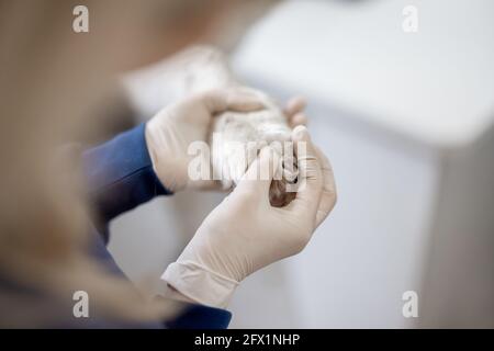 Nahaufnahme des Tierarztes Überprüfung der Pfote des Hundes in der Tierarztklinik. Besuchen Sie einen Arzt. Speicherplatz kopieren. Stockfoto