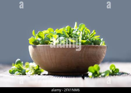 Maissalat (Lammsalat, Valerianella locusta) auf einem runden Holzteller auf einem natürlich gealterten Holztisch. Food-Fotografie Stockfoto