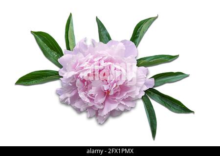 Schöne rosa Pfingstrose Blume und Blätter isoliert auf weiß. Stockfoto