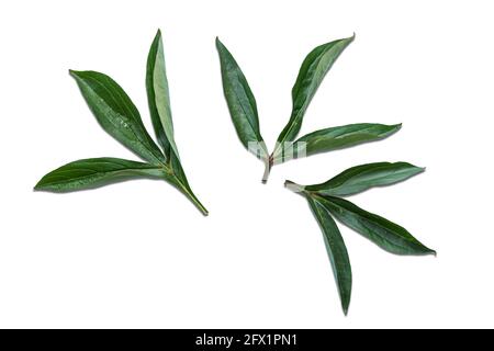 Pfingstrose Blätter isoliert auf weiß. Stockfoto