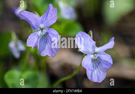 Heide, Hundviolett (Viola canina) Stockfoto