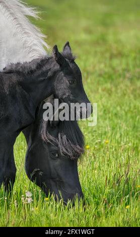 Ein süßes kleines Fohlen, das im Frühjahr mit seiner Mutter, einem deutschen schweren Warmblutpferd im Barockstil, auf einer grünen Graswiese kuschelt Stockfoto